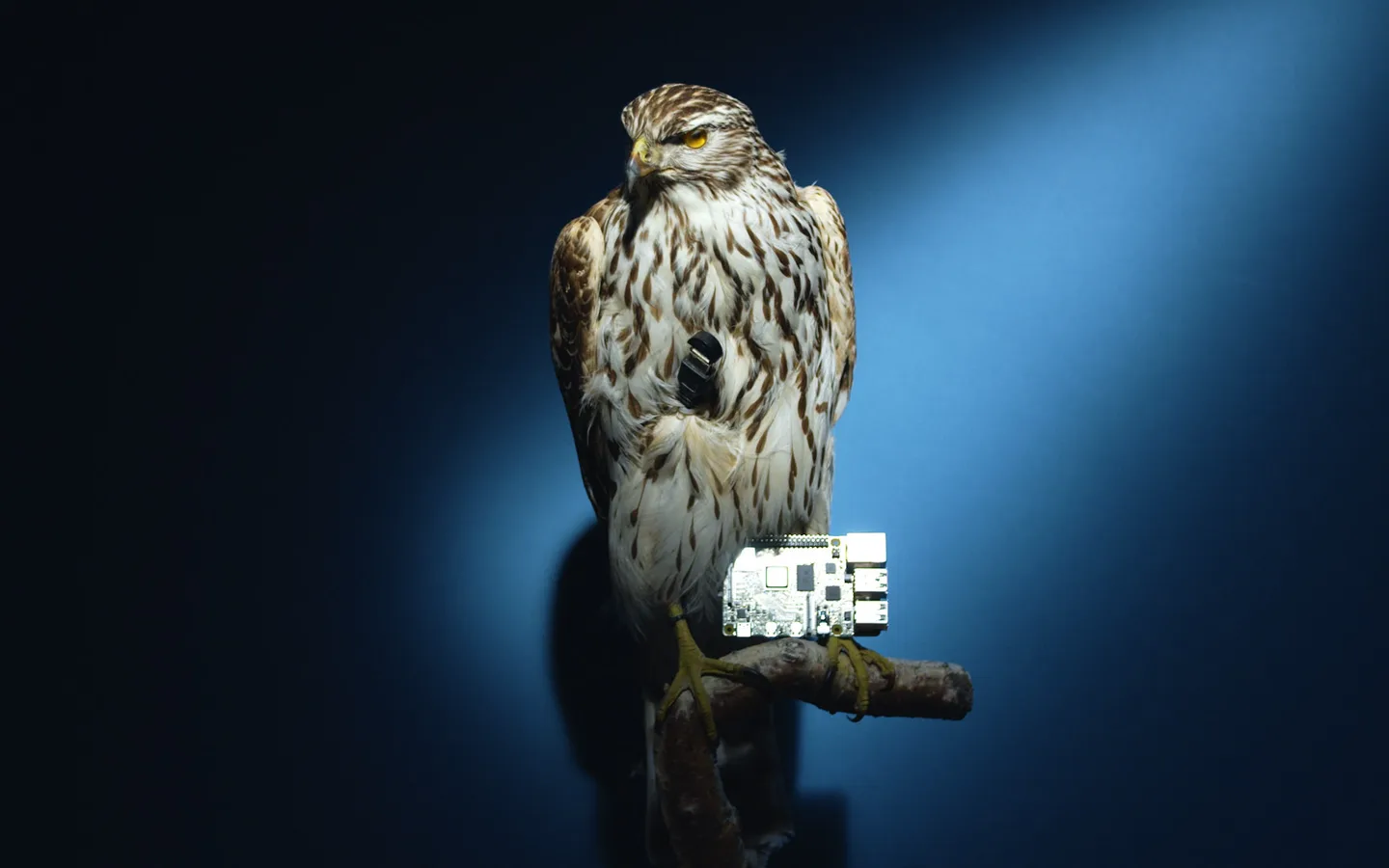 Druvhök, a stuffed goshawk with a speaker on its chest and a Raspberry Pi at its feet
